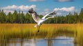 The Whooping Crane flies in the swamp