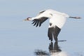 Whooping Crane in Flight With Wing in Water Royalty Free Stock Photo