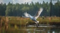 Whooping Crane flying in swamp