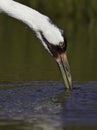 Whooping Crane (grus americana) Royalty Free Stock Photo