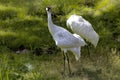 The whooping crane (Grus americana) Royalty Free Stock Photo