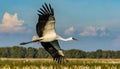whooping crane - Grus americana - is an endangered crane species, native to North America named for its whooping calls flying in Royalty Free Stock Photo