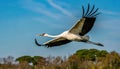 whooping crane - Grus americana - is an endangered crane species, native to North America named for its whooping calls flying in Royalty Free Stock Photo