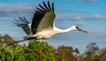 whooping crane - Grus americana - is an endangered crane species, native to North America named for its whooping calls flying in Royalty Free Stock Photo