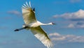 whooping crane - Grus americana - is an endangered crane species, native to North America named for its whooping calls flying in Royalty Free Stock Photo