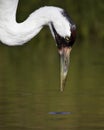 Whooping Crane (grus americana) Royalty Free Stock Photo