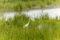 The whooping crane (Grus americana) Royalty Free Stock Photo