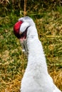 Whooping crane preens itself. Calgary Zoo Calgary Alberta Canada Royalty Free Stock Photo