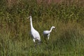 Whooping crane Grus americana Royalty Free Stock Photo