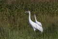 Whooping crane Grus americana Royalty Free Stock Photo