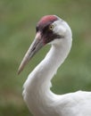 Whooping Crane Royalty Free Stock Photo