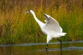 Whooping Crane 2 Royalty Free Stock Photo