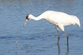 Whooping Crane Lost Crab Royalty Free Stock Photo