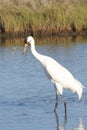 Whooping Crane Lost Crab Royalty Free Stock Photo