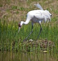 Whooping crane on nest