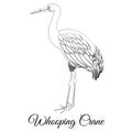 Whooping crane bird type vector outline
