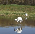 Whooping Crane pair in springtime Royalty Free Stock Photo