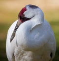 Whooping crane portrait Royalty Free Stock Photo