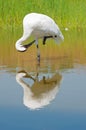 Whooping Crane Preening in Marsh Royalty Free Stock Photo