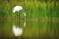 Whooping Crane Reflection Royalty Free Stock Photo