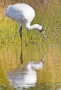 Whooping Crane Standing on One Leg Leaning Forward Royalty Free Stock Photo