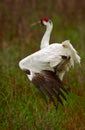 Whooping Crane Stretch Royalty Free Stock Photo