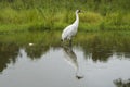 Whooping Crane Wader