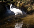 Whooping Crane in the water Royalty Free Stock Photo