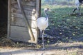 Whooping Crane Royalty Free Stock Photo