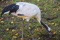 Whooping Crane Royalty Free Stock Photo