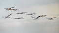 Whooping Cranes in golden light Royalty Free Stock Photo