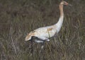 Whooping Cranes Royalty Free Stock Photo