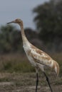 Whooping Cranes Royalty Free Stock Photo