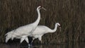 Whooping Cranes Royalty Free Stock Photo