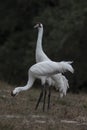 Whooping Cranes Royalty Free Stock Photo