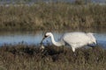 Whooping Cranes Royalty Free Stock Photo