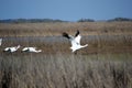 Whooping Cranes about to Fly Royalty Free Stock Photo