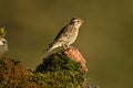 whooping sparrow in the field in spring Royalty Free Stock Photo