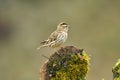 whooping sparrow in the field in spring Royalty Free Stock Photo