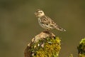 whooping sparrow in the field in spring Royalty Free Stock Photo