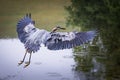 A great blue heron about to land in a stream