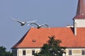 Whoper swans over castle Chropyne Royalty Free Stock Photo
