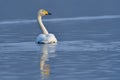 Whopper swan in spring Royalty Free Stock Photo