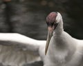 Whooping Crane Bird Stock Photos. Image. Portrait. Picture. Head close-up profile view. Bokeh background