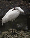 Whooping crane bird stock photos.  Whooping crane bird profile-view.  Picture.  Image. Portrait Royalty Free Stock Photo