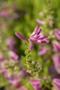 Whorl heath