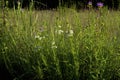 Whorled Milkweed   809135 Royalty Free Stock Photo