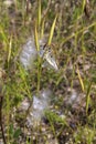 Whorled Milkweed Seed Pods 823502