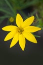 Whorled tickseed - Coreopsis verticillata