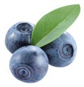Whortleberry Royalty Free Stock Photo